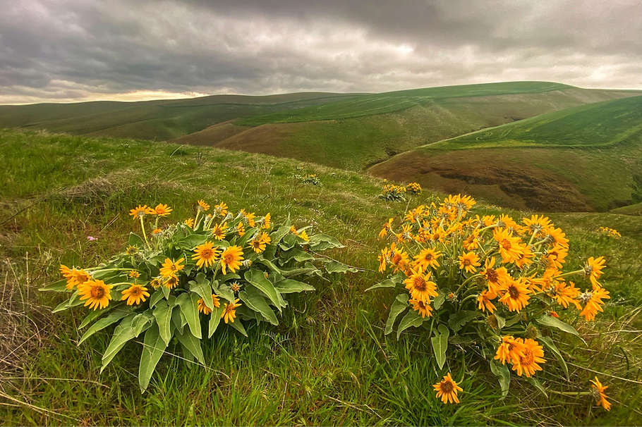 Pretty yellow flowers atop a grassy hill overlooking a green, hilly landscape.