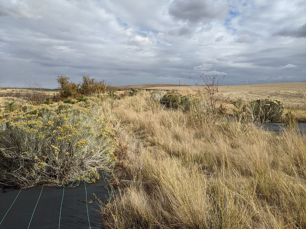 Drought Tolerant Species In Riparian Planting.jpg