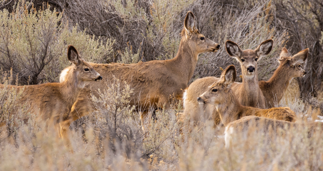A herd of juvenile Mule Deer on the sagebrush steppe.