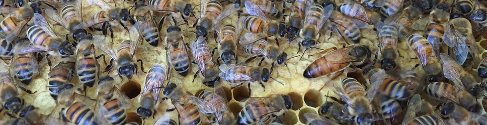 Healthy Bees Chalfonts Beekeepers Bee He