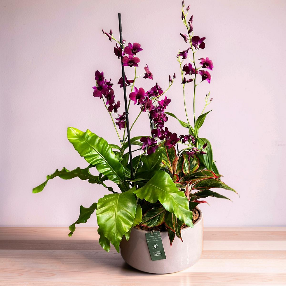 Miniatura: JARDIM DE ORQUIDEA