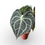 Miniatura: ANTHURIUM CLARINERVIUM P12