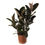 Miniatura: FICUS ELASTICA BURGUNDY P24