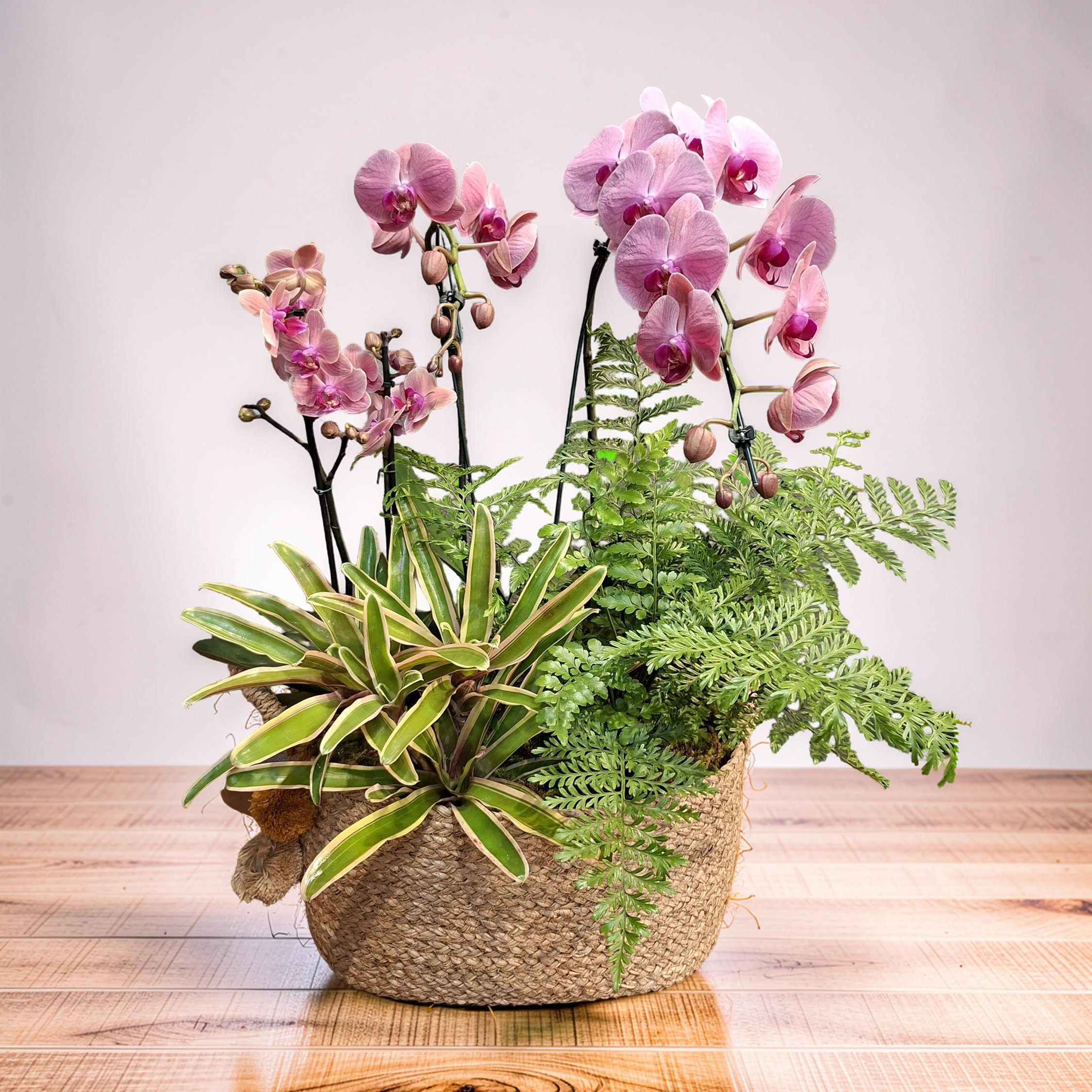 Jardim de Orquídeas