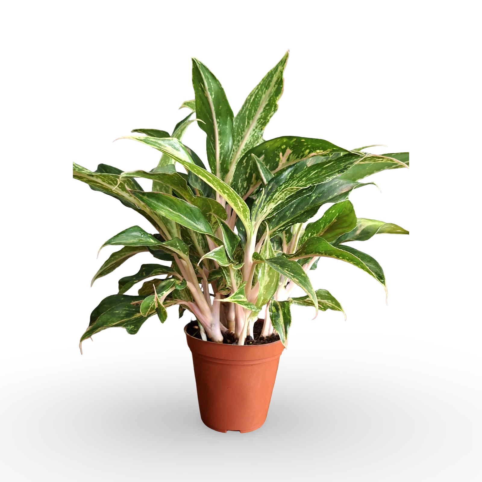 Aglaonema