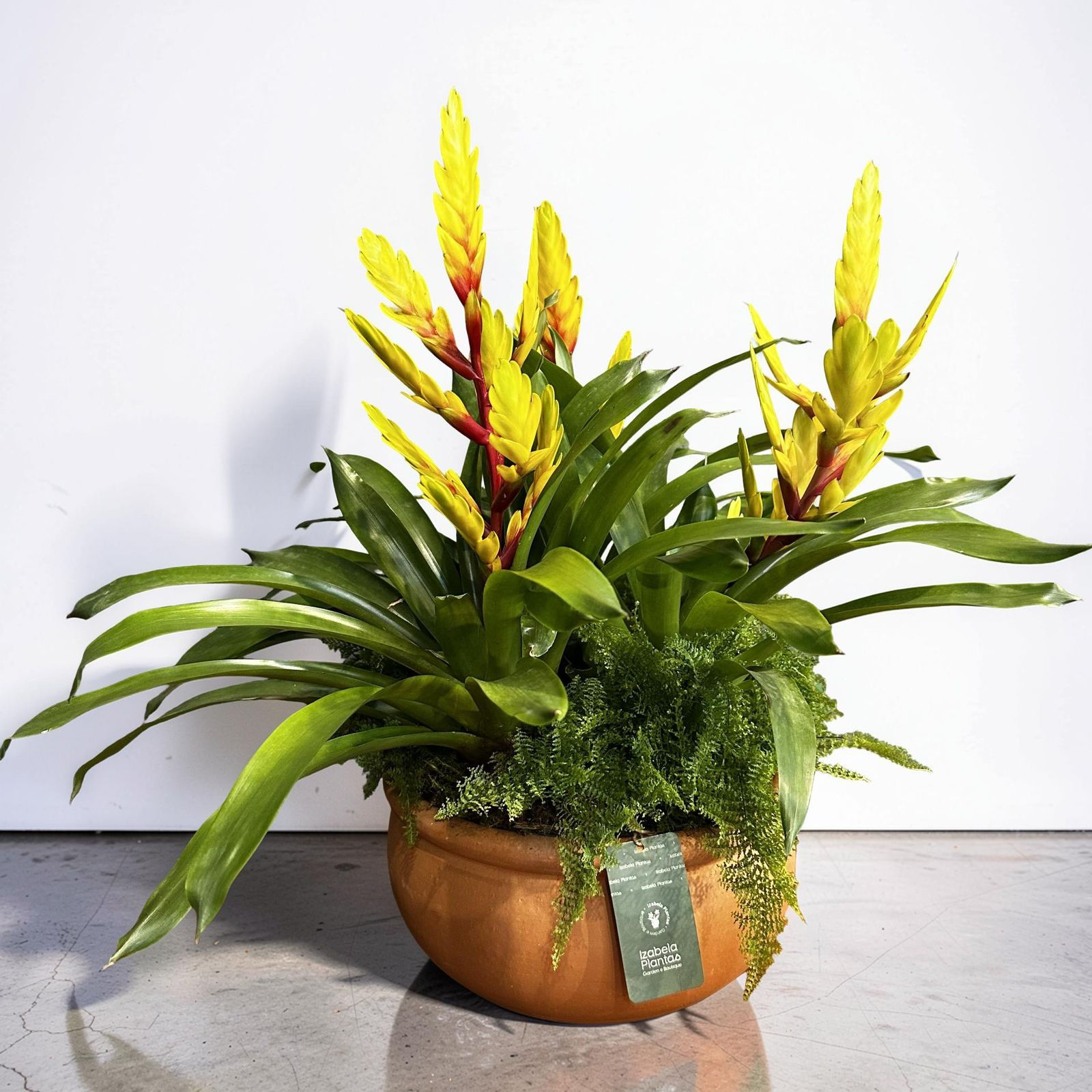 ARRANJO BROMELIAS 