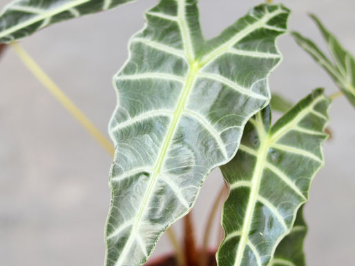 Aprenda Mais Sobre a Alocasia
