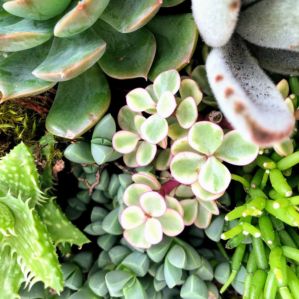 Miniatura: Terrário Lace
