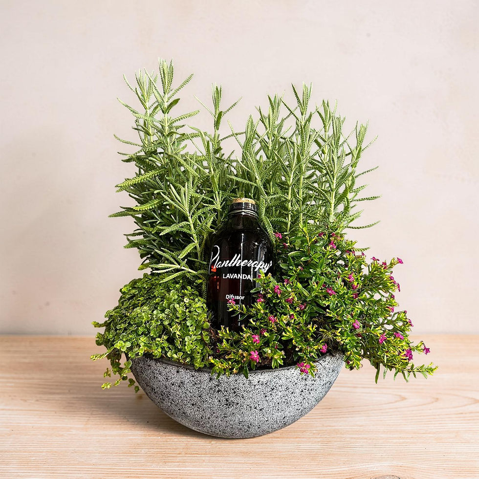 Miniatura: Arranjo mix Lavanda