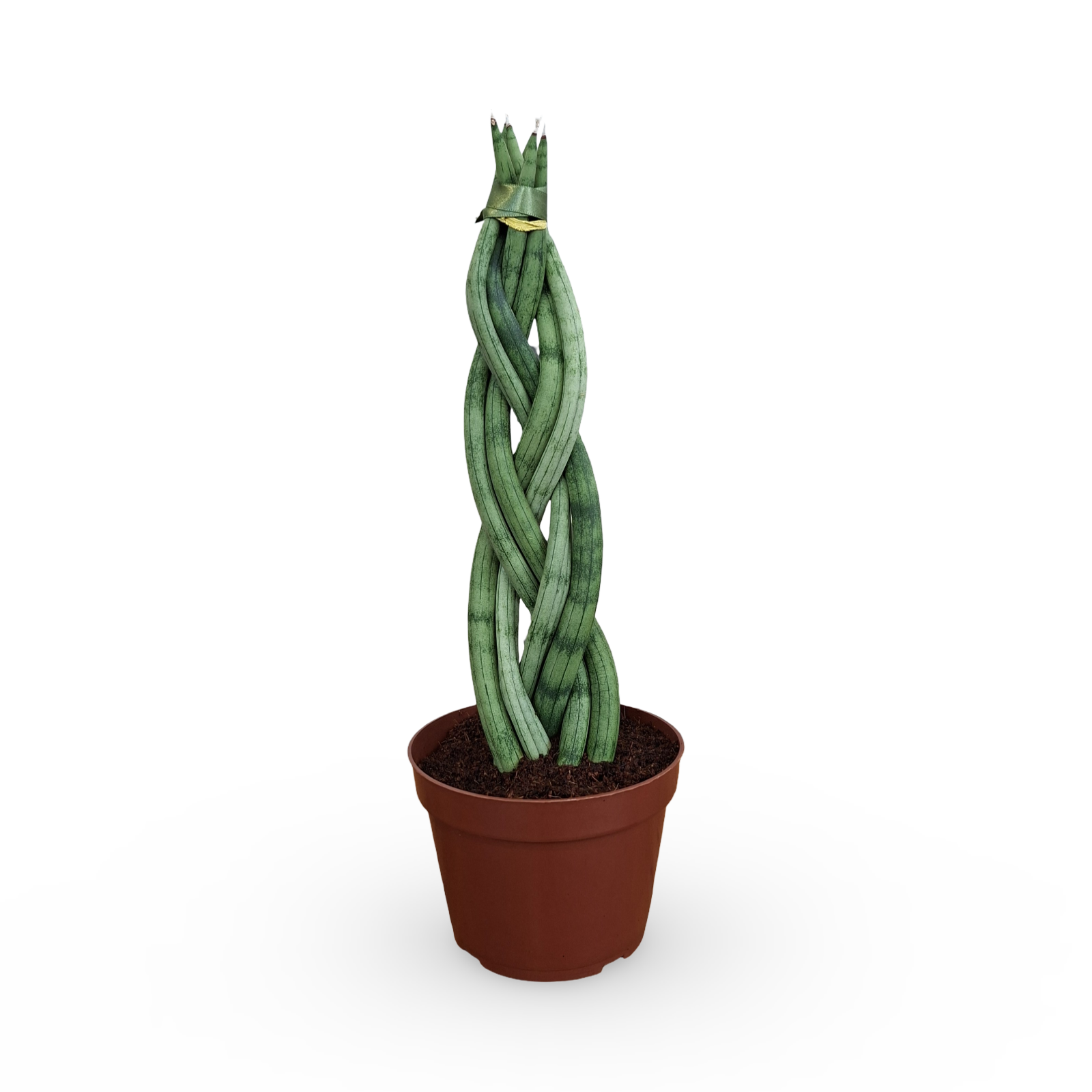 SANSEVIERIA TRANCADO 6 DEDOS P12