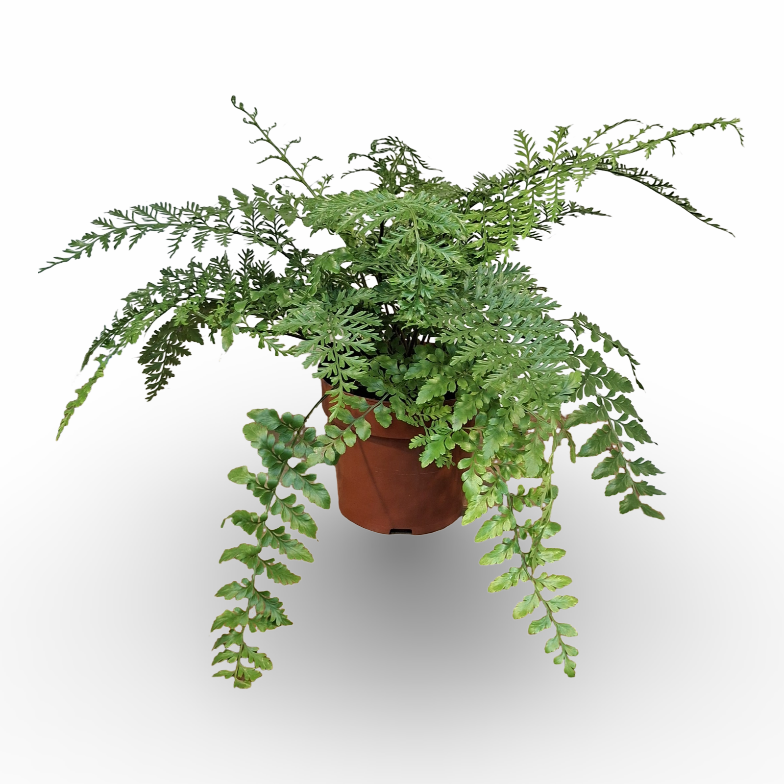 ASPLENIUM PARVATI P17
