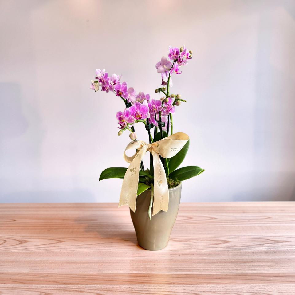 Orquídea petit e vaso decorativo