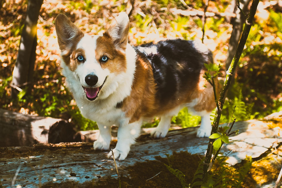 D298431C-5E8E-4AF9-A493-7A1BB7BFC49C-33123-00000985B57C032E (1).jpg