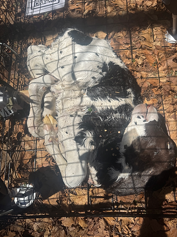 Fig. 1 - Flies on the calf carcass