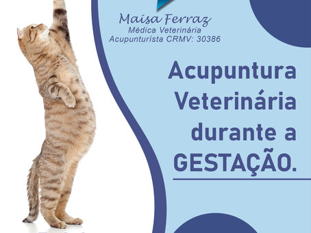 Acupuntura Veterinária durante a Gestação, pode?