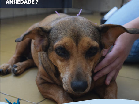 Pet pode sofrer de ansiedade?