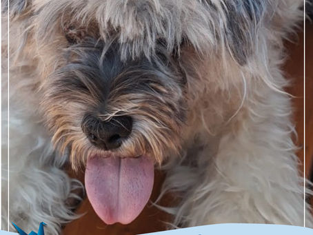 Você conhece a língua do seu cão?