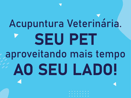 Para que serve a Acupuntura Veterinária?