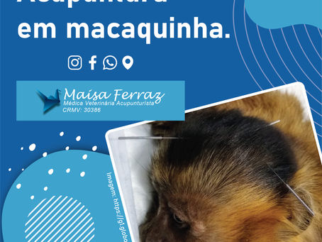 Acupuntura ajuda macaquinha selvagem.