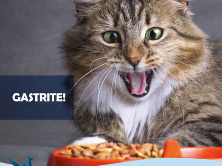 Causam e como tratar a gastrite do seu pet!