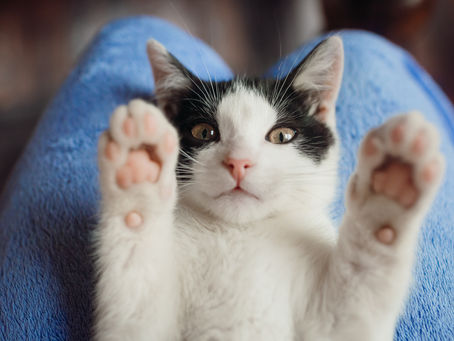Evite que seu gatinho tenha problemas renais.