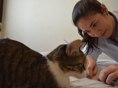 Doença de rins em gatos!