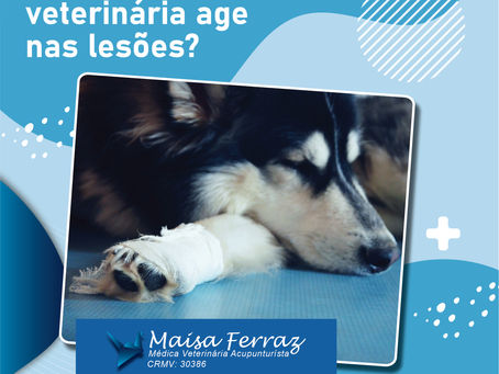 Como a Acupuntura Veterinária pode ajudar nas lesões?