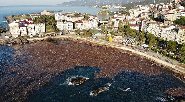 selin sürüklediği ağaçlar ve deniz