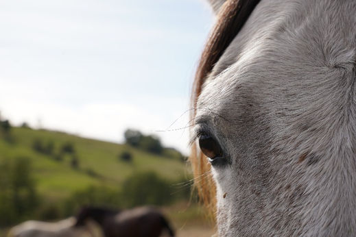 Tête de cheval avec vue sur les paysages du Cantal en arrière-plan.