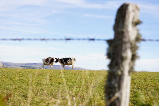 Pré avec des vaches laitières