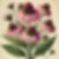 DALL·E 2024-12-11 12.46.06 - A vintage botanical illustration of echinacea, in the style o