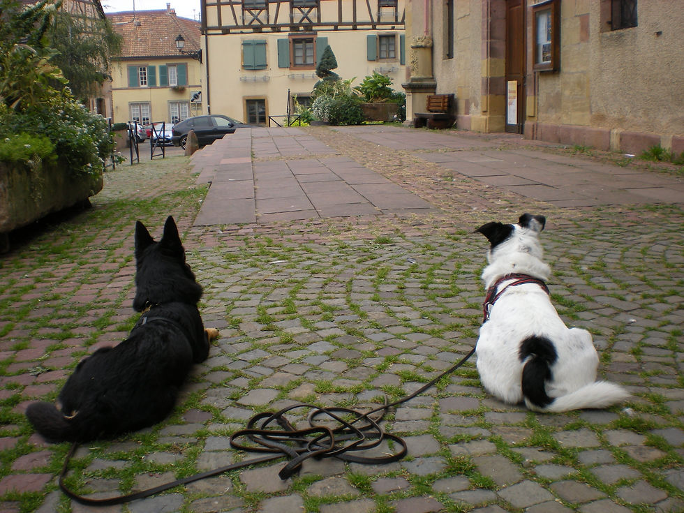 IMPARA AD OSSERVARE IL TUO CANE