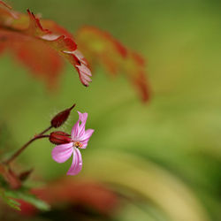 Geranium Richness