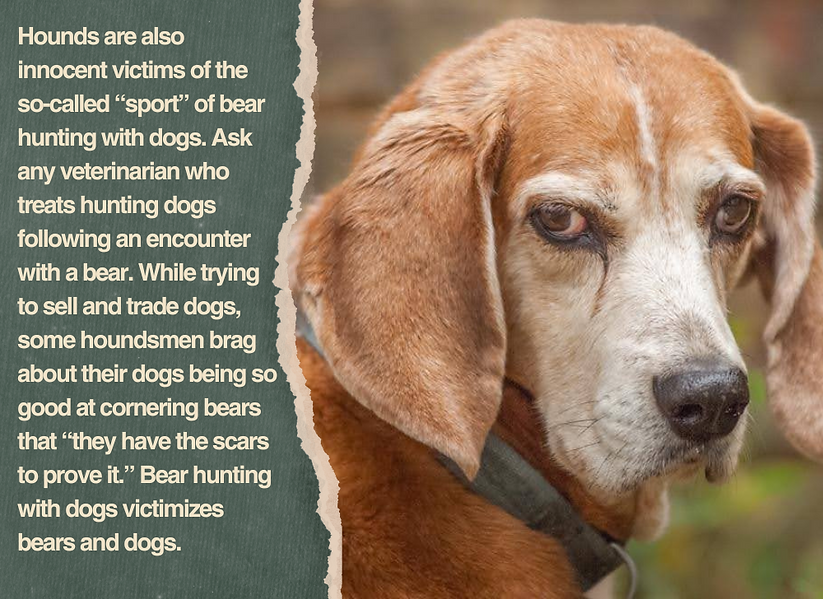 A photo of a hunting dog. The slide says: Hounds are also innocent victims of the so-called “sport” of bear hunting with dogs. Ask any veterinarian who treats hunting dogs following an encounter with  a bear. While trying to sell and trade dogs, some houndsmen brag about their dogs being so good at cornering bears that “they have the scars to prove it.” Bears and dogs are victimized by the practice of bear hunting with dogs.
