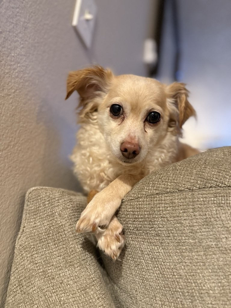 Milo lounging on couch