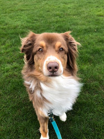 Beautiful brown and white aussie shepherd with windblown mane sitting in grassy patch