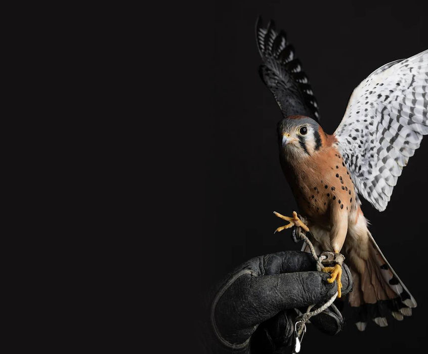Kestrel Photo by Matt Dirksen