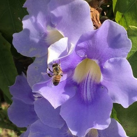 bee on a purple flower