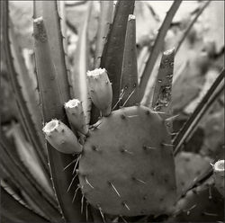 From the life of cacti