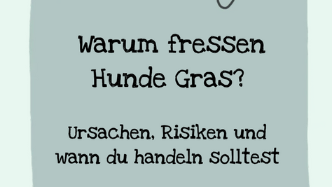 Warum fressen Hunde Gras?