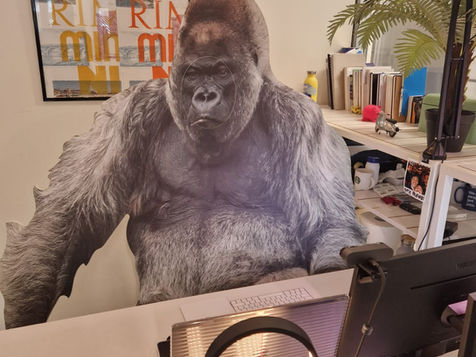 C’era una volta il silverback gorilla