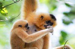 vietnam wildlife tours