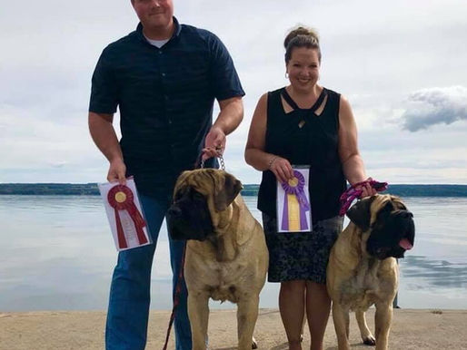 Cider earns her championship & wins Best of Breed! 