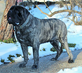 harvest haze mastiffs