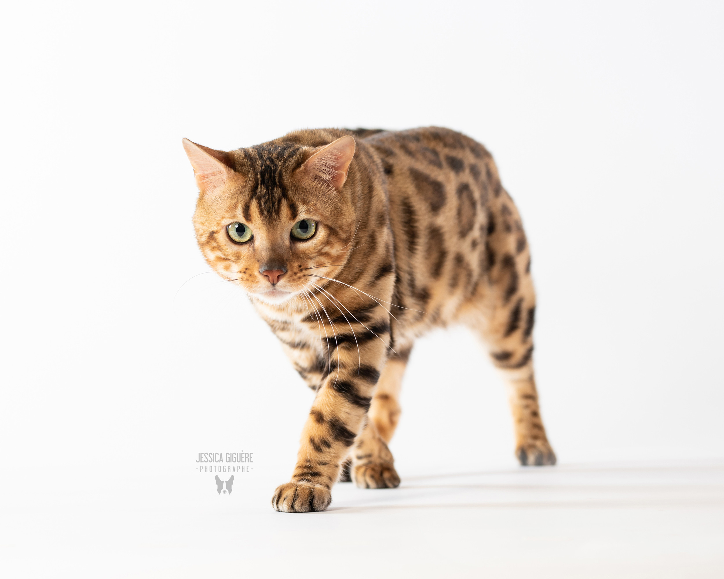 Les Bengalous Quebec Bengal Canada Bienvenue Les Bengalous Quebec Bengal Canada Bienvenue