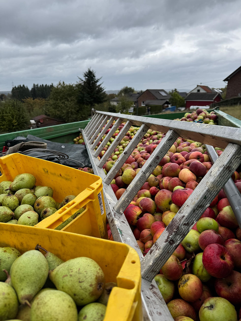 Apfel und Birnen Ernte Leiter.jpg
