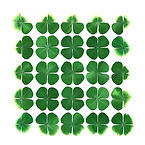 Marsilea_.jpeg