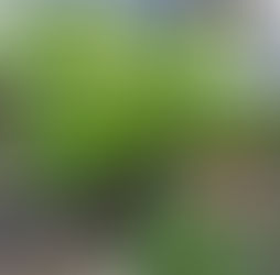 立葵の花芽が大きくなりました。