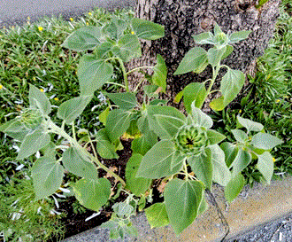 南側花壇のつぼみ