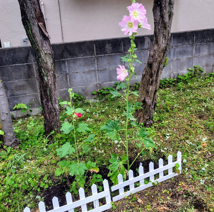 立葵ピンク.
